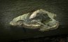 Fomes fomentarius
