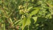 lysimachia_vulgaris - fruits