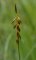 Carex pulicaris (tourbière des Froux)