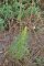 Artemisia biennis - Armoise bisannuelle