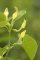 aristolochia clematitis