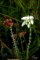 erica tetralix forme blanche