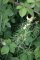 Linaria vulgaris - Linaire commune