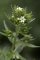 Lithospermum officinale- détail fleur