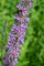 Lythrum salicaria - détail (étang de la Benette)