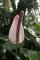 Anthurium nymphaeifolium