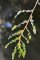 Potamogeton crispus - détail feuilles
