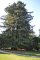 Sequoia sempervirens - Séquoia toujours vert