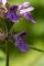 stachys palustris - fleurs