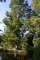 Taxodium ascendens 'Nutans' - Cyprès chauve à feuilles pendantes