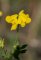 lotus corniculatus - fleurs