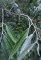 elaeagnus angustifolia