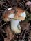 Russula graveolens - Russule écrevisse des chênes