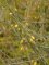 Asparago officinalis fleurs