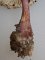 Leucoagaricus ionidicolor - pied bulbeux