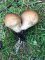 Lycoperdon piriforme - Vesse de Loup en poire, avec ses rhyzoïdes (fausses (…)
