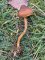 Cortinarius cinnamomeus - Cortinaire à lames cannelle