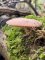 Rhodotus palmatus - rhodotus réticulé