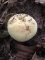 Russula violeipes var citrina