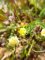 trifolium campestre