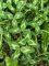 31 trifolium pratense