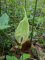 36 arum maculatum