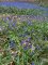 40 hyacinthoides non_scripta