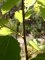 betula alba - jeune tige pubescente