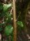 betula pendula - jeune tige verruqueuse