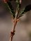 calluna vulgaris - oreillettes à la base des feuilles