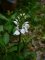 dactylorhiza maculata subsp. maculata