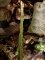 dryopteris carthusiana, soies à la base des tiges