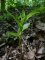 Epipactis helleborine - Epipactis à larges feuilles