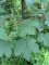 Acer pseudoplatanus - Erable Cycomore