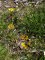 helianthemum nummularium & hippocrepis comosa