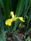 iris pseudacorus, fleur
