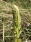orchis bouc - Himantoglossum hircinum