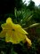 Fleur Oenothera glazioviana