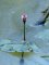 persicaria amphibia - inflorescence