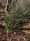 pinus nigra subsp laricio, aiguilles