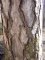 pinus nigra subsp laricio, écorce