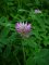 Trifolium medium 15 juillet (2)