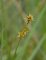 Carex echinata (tourbière des Froux)