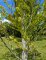 Cercidiphyllum japonicum - arbre à caramel