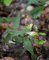 Melampyrum pratense - détail (tourbière des Froux)