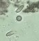 Clitocybe inonarta - spores