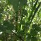 Ribes nigrum - Cassis