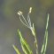 Littorella uniflora - fleur mâle (étang de la Benette)