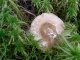 Russula nitida - Russule brillante des bouleaux