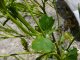 barbarea vulgaris, feuilles caulinaires